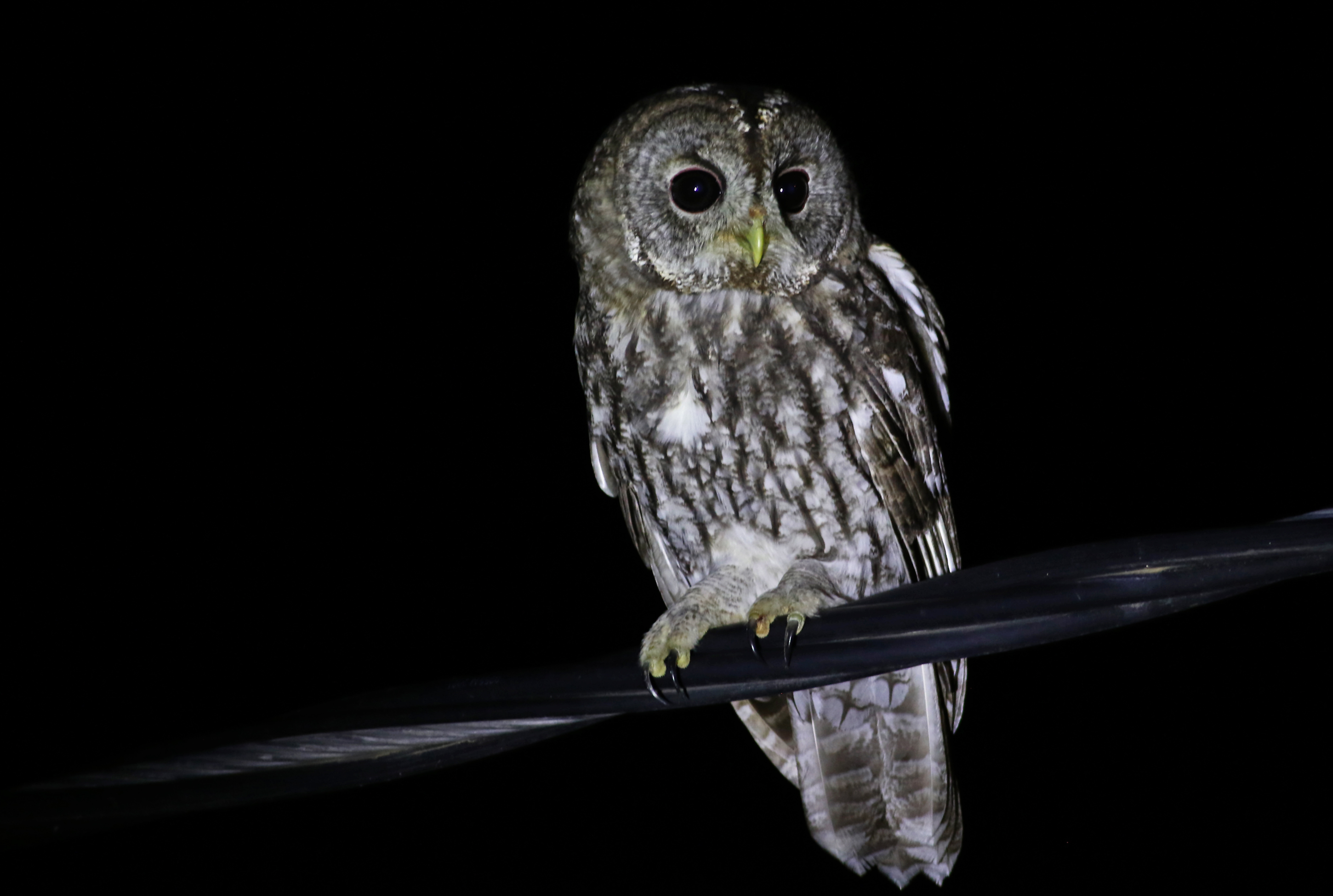 Tawny Owl — Ana fotoğraf